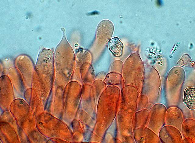 Il Fungo della settimana ( 1 )   Entoloma cuneatum (Bres.) M